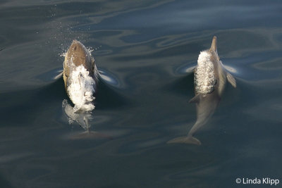 Long Beaked Common Dolphins, Sea of Cortez  30