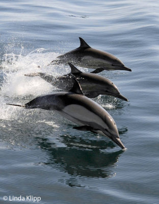 Long Beaked Common Dolphins, Sea of Cortez  29