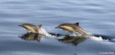 Long Beaked Common Dolphins, Sea of Cortez  28