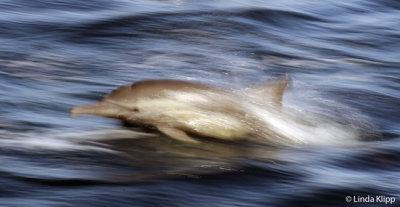 Long Beaked Common Dolphin, Sea of Cortez  27