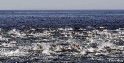 Long Beaked Common Dolphins, Sea of Cortez  26