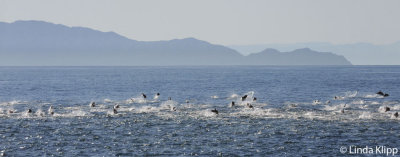 Long Beaked Common Dolphins, Sea of Cortez  25