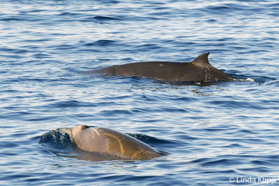 Cuviers Beaked Whale,  Sea of Cortez  1