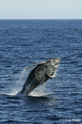 Humpback Whale breeching, Gorda Banks 1