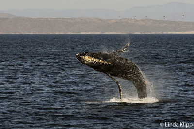 Humpback Whale breeching, Sea of Cortez  2