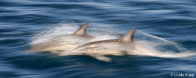Long Beaked Common Dolphins, Sea of Cortez 24