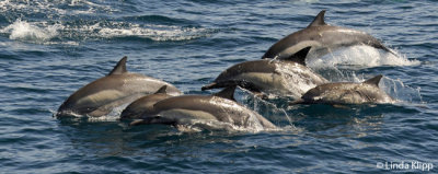 Long Beaked Common Dolphins, Sea of Cortez 23