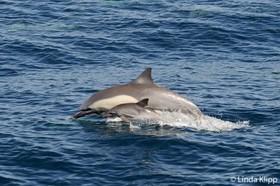 Long Beaked Common Dolphins, Sea of Cortez 22