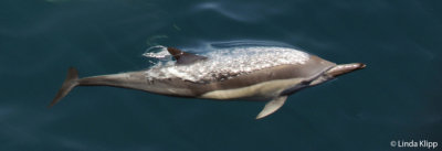 Long Beaked Common Dolphin, Sea of Cortez 21