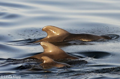 Pilot Whales,  Sea of Cortez   1