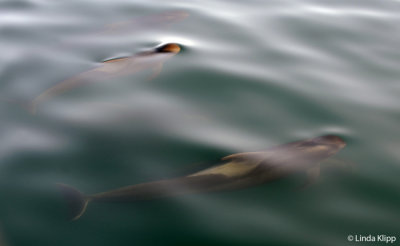 Pilot Whales,  Sea of Cortez   3