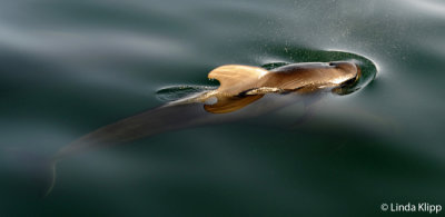 Pilot Whales,  Sea of Cortez   6