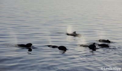 Pilot Whales,  Sea of Cortez   7