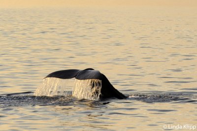 Sperm Whale Fluke, Sea of Cortez  1