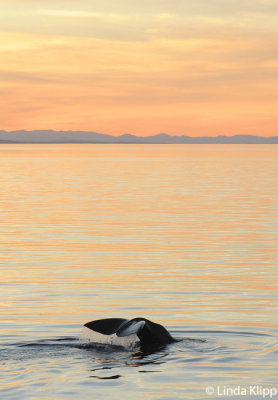 Sperm Whale Fluke, Sea of Cortez  2