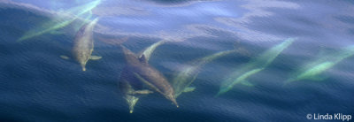 Long Beaked Common Dolphins, Sea of Cortez 20