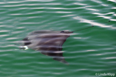 Mobula Ray, Sea of Cortez   3