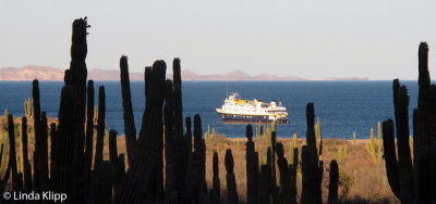 National Geographic Sea Bird,  San Estaban Sea of Cortez  1