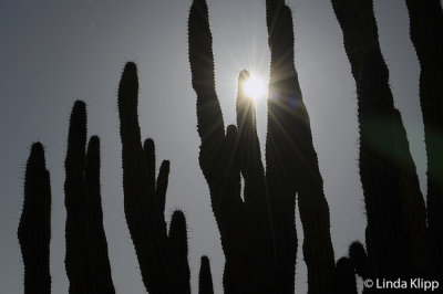 Cactus, Ensenada Grande  1