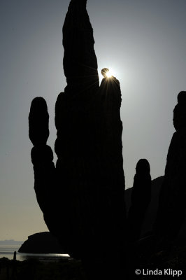 Cardon Cactus,  Ensenada Grande  2