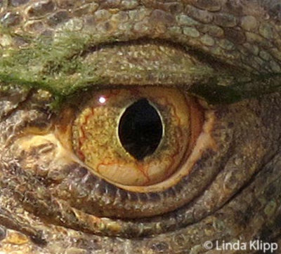 Green Iguana Eye,  La Paz  Snake farm