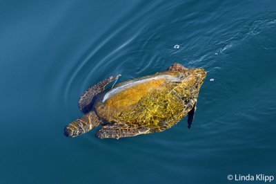 Loggerhead Turtle,  Sea of Cortez  3