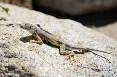 Side Blotched Lizard, Punta Colorado, Isla San Jose Sea of Cortez