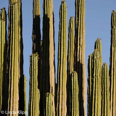 Cactus,  Santa Catalina  2