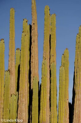 Cactus,  Santa Catalina  1
