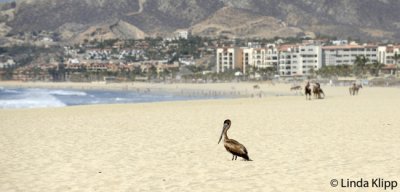 Pelican, San Jose del Cabo