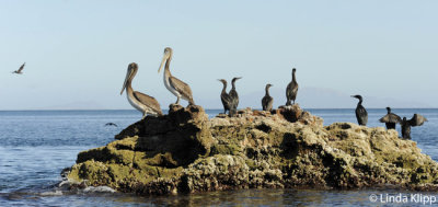 Pelicans, Los Islotes  5