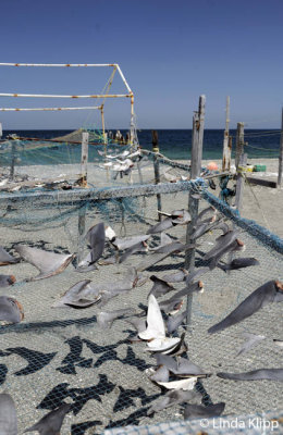 Shark Fins, Punta Hughes, Isla Magdalena  2