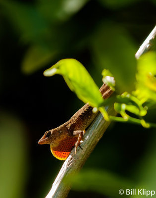 Cuban Brown Anole displaying dewlap 3