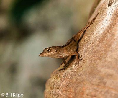 Cuban Brown Anole  4