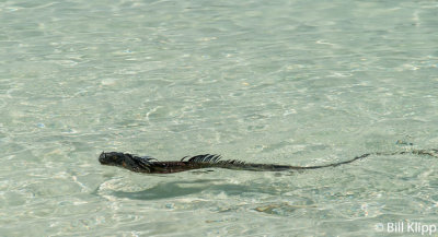 Iguana Swimming, Marvin Key 1