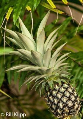 Pineapple  1
