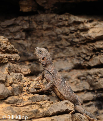 Chuckwalla   2