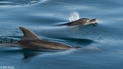 Bottlenose Dolphins   8