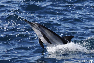 Long Beaked Common Dolphins  12