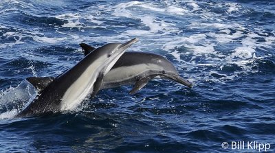 Long Beaked Common Dolphins  11