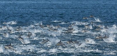 Long Beaked Common Dolphins  9