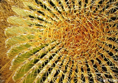 Cactus,  Isla Santa Catalina   4