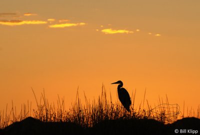 Great Blue Heron Sunset  2