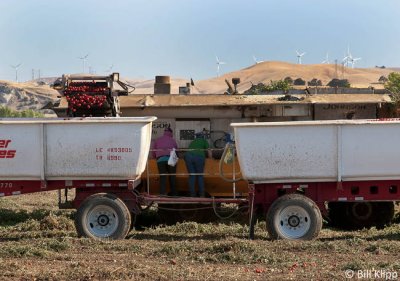 Byron Tomato Harvest  6