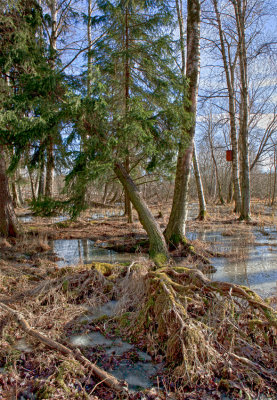 Skogsvaktarkrret