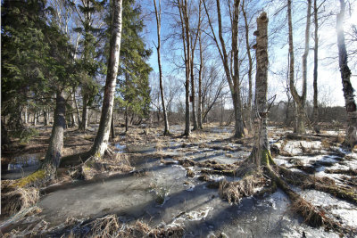 Skogsvaktarkrret