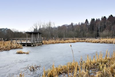 Skogsvaktarkrret