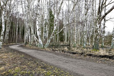 Skogsvaktarkrret