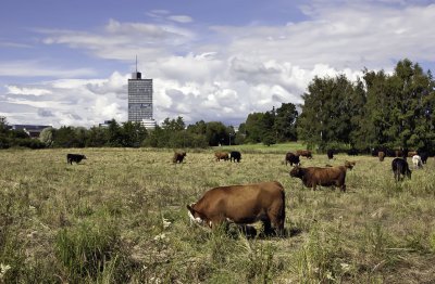 En pastoral vid Skogsvaktarkrret