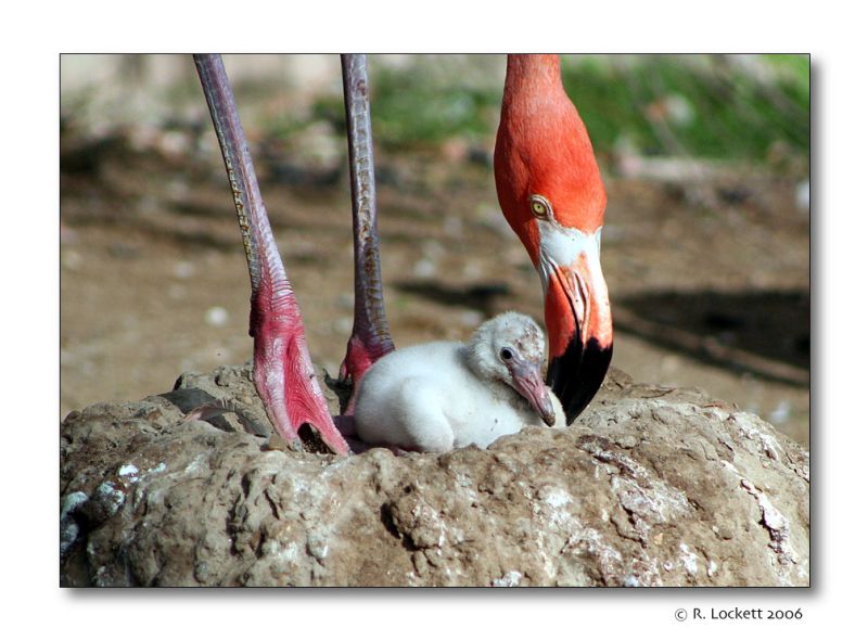 moms gentle steps